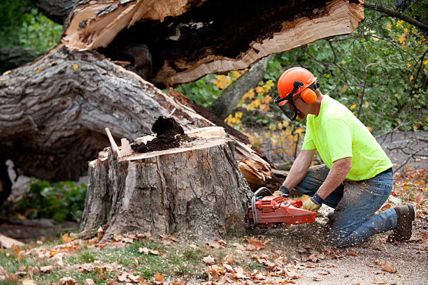 Trusted Warm Mineral Springs, FL Tree Care Services Experts